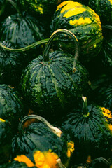 Closeup of green gourds