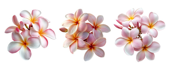 Obraz premium Soft Pink Plumeria Flowers on Transparent Background