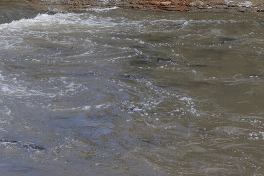 salmon going up river