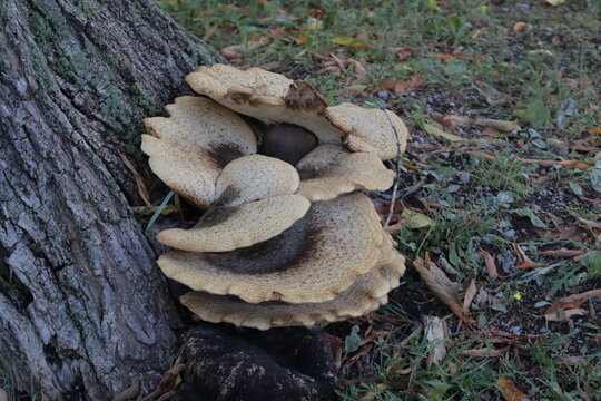 mushrooms in the forest
