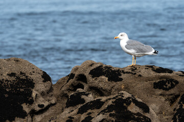 Yellow legged Gull (Larus michahellis) on the rocks with the Atlantic Ocean in the background