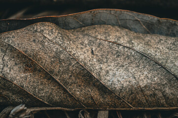 background of patterns, shapes and textures of a dry leaf in the garden