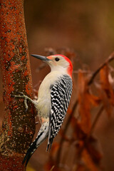 Fall Scene of a colorful male Red-bellied Wodpecker clinging to the side ot a tree