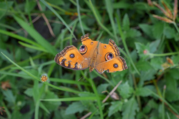 Broken butterfly wings natural background. Torn wings