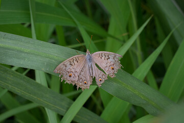 Broken butterfly wings natural background. Torn wings