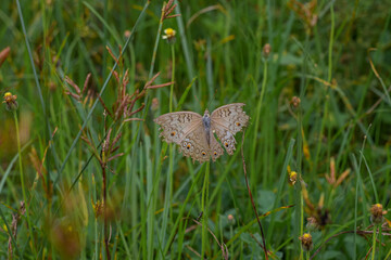 Broken butterfly wings natural background. Torn wings
