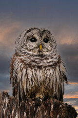 A beautiful Barred Owl perched on the top of a dead tree