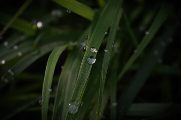 green grass with raindrops in the morning, grass background
