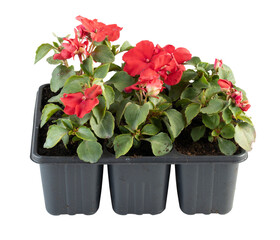 Bright red stone roses in a pot cut out isolated transparent background