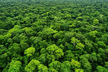 Lush Green Jungle Canopy with Dense Tree Coverage and Foliage