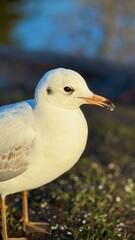 Seagull on the beach.