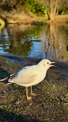 Close-Up of a Seagull Standing Near a Park Pond with Closed Beak