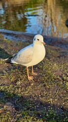 Close-Up of a Seagull Standing by a Park Pond with Clear Background