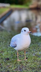 Close-Up of a Seagull Standing Near a Blurred Park Pond

