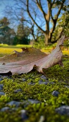 Autumn leaves fell on a path in the park covered with moss.