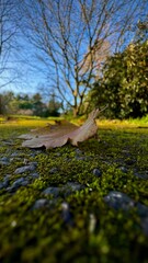 Autumn leaves on the moss.