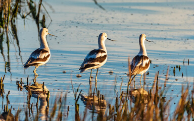 American Avocets in San Francisco Bay in California
