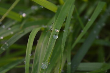 green grass with raindrops in the morning, grass background