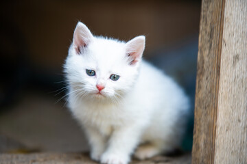 A cute white kitten with striking blue eyes sitting outside, surrounded by natural textures, capturing the essence of innocence and curiosity.