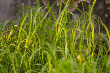 green grass with raindrops in the morning, grass background