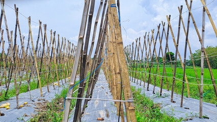 Fototapeta premium kayu bambu bekas pertanian mentimun