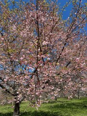 cherry blossom in spring