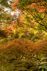 鎌倉2411　覚園寺10　紅葉
