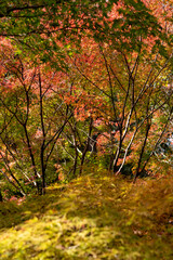 鎌倉2411　覚園寺9　紅葉