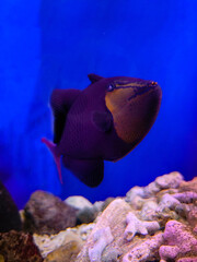 Obraz premium fish in aquarium