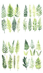 A set of detailed  fern leaves isolated on a white background, watercolour drawing. Wrapping paper, clipart, scrapbooking, greeting card, collage element.