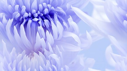 Obraz premium Vibrant Close-Up of Pink Chrysanthemum Blooming in Garden Nature