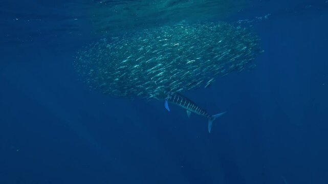 A medium shot captures a marlin (Istiophoridae) charging into a sardine bait ball, splitting it into two swirling groups with its swift movement. Check my portfolio for more marlin footage.