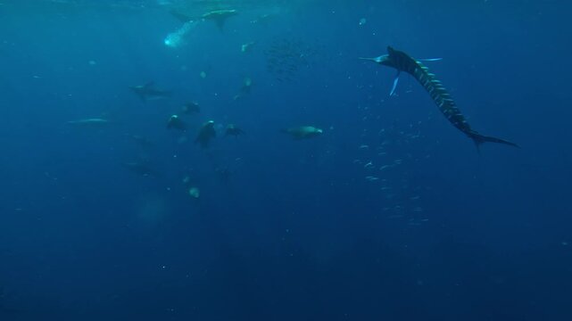 A marlin (Istiophoridae) challenges sea lions (Otariidae) by frantically hunting in the sardine schools they formed. The sea lions attempt to drive it away. Check my portfolio for more sardine run.