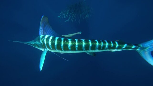  A marlin (Istiophoridae) strikes a sardine bait ball twice, head-on toward the camera, scattering the fish in bursts of motion. Check my portfolio for more marlin footage.