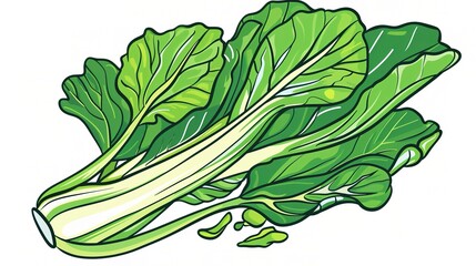 Chinese Cabbage - A Fresh and Nutritious Vegetable Display. The Green and White Chinese Cabbage, with Its Lush Leaves and Firm Structure, Standing Out as a Staple in Many Cuisines