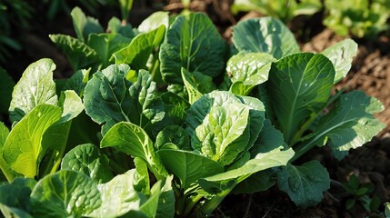 Chinese Cabbage - A Fresh and Nutritious Vegetable Display. The Green and White Chinese Cabbage, with Its Lush Leaves and Firm Structure, Standing Out as a Staple in Many Cuisines