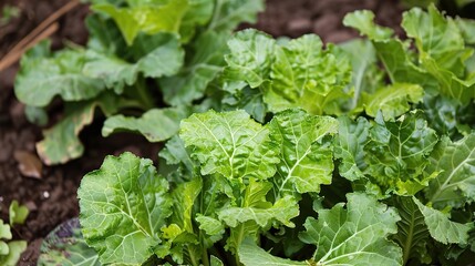 Chinese Cabbage - A Fresh and Nutritious Vegetable Display. The Green and White Chinese Cabbage, with Its Lush Leaves and Firm Structure, Standing Out as a Staple in Many Cuisines