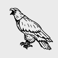 eagle on white