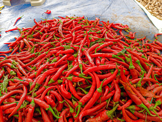 Naklejka premium Chilli (Capsicum annuum L. and Capsicum frutescens L.) is a hot-tasting tropical belonging to the Solanaceae family. Pile of red chillie papper . Focus on fruit, exposure, noisy, similar others