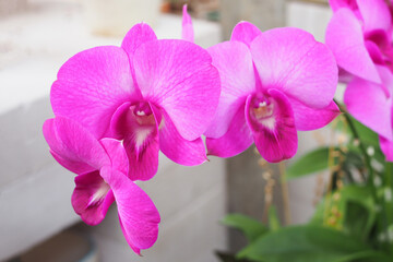 Beautiful pink orchid flower in garden at winter or spring day