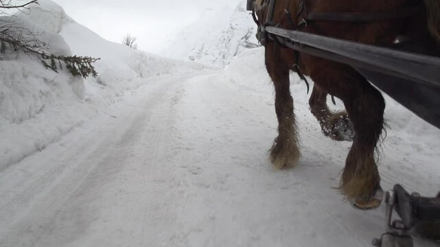 Cheval sur neige