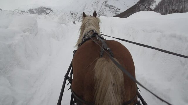 Cheval sur neige