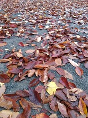 冬の雨上がりの公園の庭に散った欅の枯れ葉風景