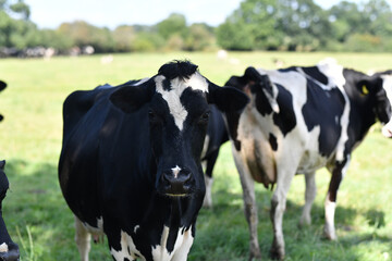 Grazing cows. Cows at field. Cow herd at green pasture. Countryside landscape and pasture for cows. Cow herd in the countryside. Cows on farmland. Farming.