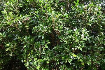 Holly flowers. Oleaceae evergreen tree. Small fragrant white flowers bloom in winter. This tree, which has thorns on its leaves, is often used as a hedge as it is believed to ward off evil spirits.