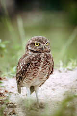 Coruja buraqueira (Athene cunicularia)