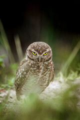 Fototapeta premium Coruja buraqueira (Athene cunicularia)