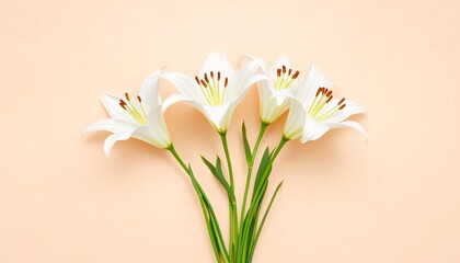 Obraz premium Elegant white lilies on a soft peach backdrop.