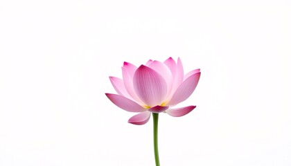 Obraz premium Single pink lotus blossom isolated on white background