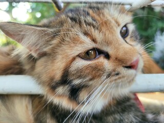 close up of a daydreaming cat with a blurred background